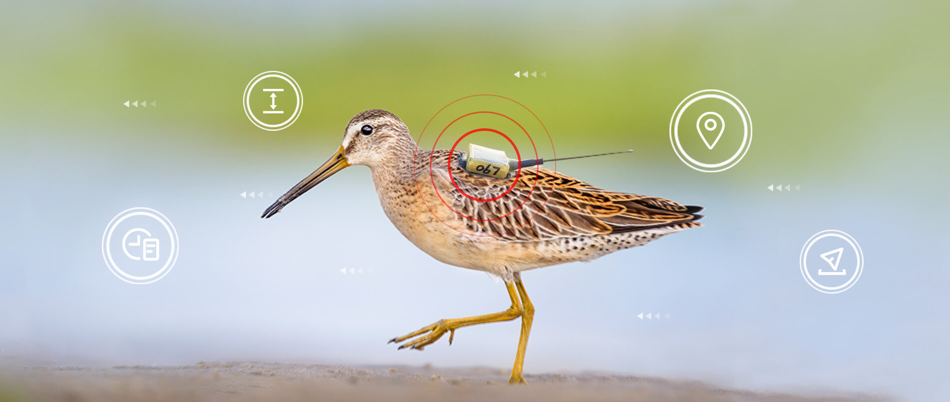 betf88通信物联网整体解决方案，助力小型鸟类实现全球追踪